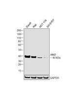 AIM2 Antibody in Western Blot (WB)