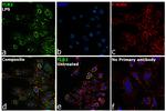 TLR2 Antibody