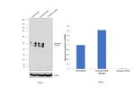 Podoplanin Antibody in Western Blot (WB)