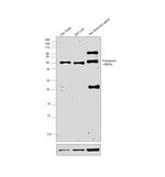 Podoplanin Antibody in Western Blot (WB)