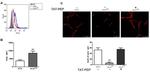 beta Tubulin Loading Control Antibody in Immunocytochemistry (ICC/IF)