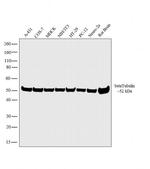 beta Tubulin Loading Control Antibody in Western Blot (WB)