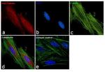 beta Tubulin Loading Control Antibody in Immunocytochemistry (ICC/IF)