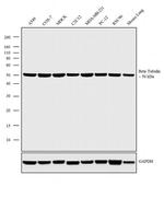 beta Tubulin Loading Control Antibody in Western Blot (WB)