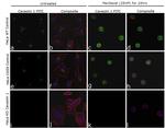 Caveolin 1 Antibody