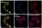 CDK2 Antibody