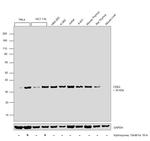 CDK2 Antibody