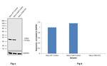 CDK2 Antibody in Western Blot (WB)