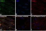 DOG-1 Antibody in Immunocytochemistry (ICC/IF)