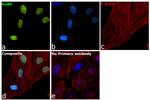 Ku80 Antibody in Immunocytochemistry (ICC/IF)