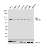 Ku80 Antibody in Western Blot (WB)