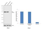 Ku80 Antibody in Western Blot (WB)