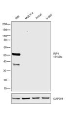 IRF4 Antibody