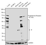 Progesterone Receptor Antibody in Western Blot (WB)