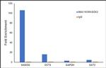 SOX2 Antibody in ChIP Assay (ChIP)