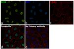 SOX2 Antibody in Immunocytochemistry (ICC/IF)