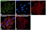 Stathmin 1 Antibody in Immunocytochemistry (ICC/IF)