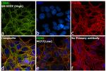 CD90 Antibody in Immunocytochemistry (ICC/IF)