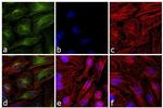 Mouse IgG1 (Heavy chain) Secondary Antibody in Immunocytochemistry (ICC/IF)