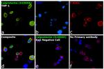 Calprotectin Antibody in Immunocytochemistry (ICC/IF)