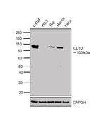 CD10 Antibody in Western Blot (WB)