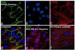 CD31 Antibody