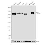 CD31 Antibody in Western Blot (WB)