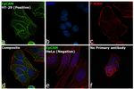 EpCAM Antibody in Immunocytochemistry (ICC/IF)