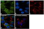 KPNA2 Antibody in Immunocytochemistry (ICC/IF)