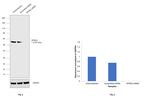 KPNA2 Antibody in Western Blot (WB)