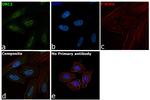 ORC2 Antibody in Immunocytochemistry (ICC/IF)