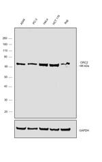 ORC2 Antibody in Western Blot (WB)