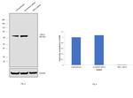 ORC2 Antibody in Western Blot (WB)