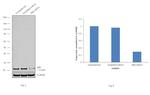 BID Antibody