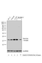 Survivin Antibody