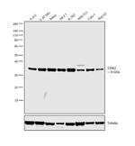 CDK2 Antibody in Western Blot (WB)