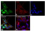 CDK5 Antibody in Immunocytochemistry (ICC/IF)