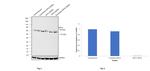 Cytokeratin 5 Antibody in Western Blot (WB)