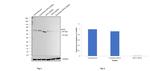 Cytokeratin 5 Antibody in Western Blot (WB)