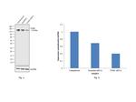 ITGB1 Antibody