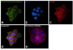 CD104 Antibody in Immunocytochemistry (ICC/IF)