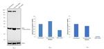 NPM1 Antibody in Western Blot (WB)