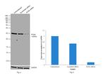 PCNA Antibody