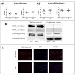 PIWIL4 Antibody in Western Blot (WB)