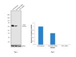 PLK1 Antibody in Western Blot (WB)