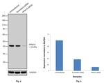 PPM1A Antibody