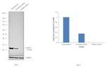 Rab4 Antibody in Western Blot (WB)