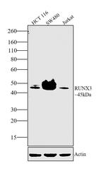 RUNX3 Antibody in Western Blot (WB)