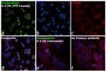 Somatostatin Antibody