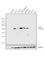 YAP1 Antibody in Western Blot (WB)